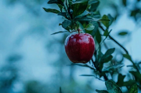 Laaghangend fruit: waarom minder features vaker meer opleveren